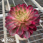 Aeonium Sakura