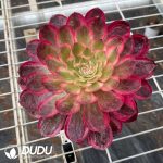 Aeonium Sakura - Image 2