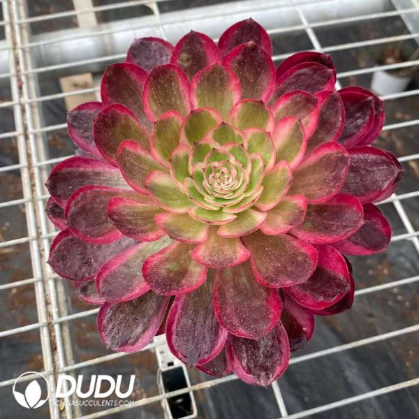 Aeonium Sakura - Image 2