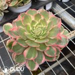 Aeonium Pink Crown Variegated