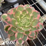 Aeonium Pink Crown Variegated - Image 2