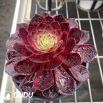 Aeonium Demon Orb