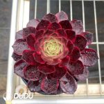Aeonium Demon Orb - Image 2