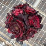 Aeonium Red Rose Clustering