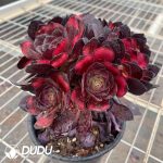 Aeonium Red Rose Clustering - Image 2