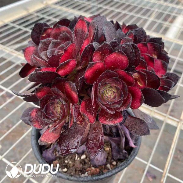 Aeonium Red Rose Clustering - Image 2