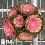 Aeonium Lotus Fairy Clustering