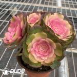 Aeonium Lotus Fairy Clustering - Image 2