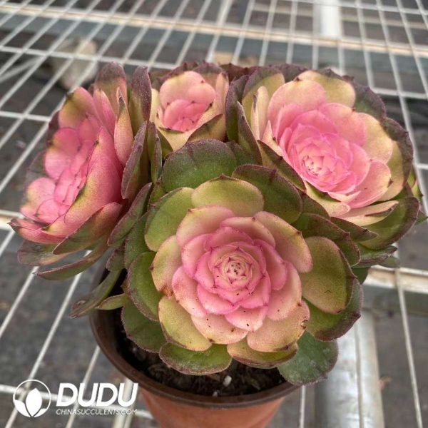 Aeonium Lotus Fairy Clustering - Image 2