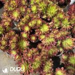 Aeonium Shaohua Cristata