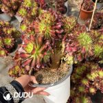 Aeonium Shaohua Cristata - Image 2