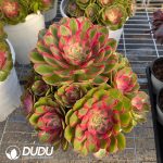 Aeonium Sugar Heart Variegated Clustering
