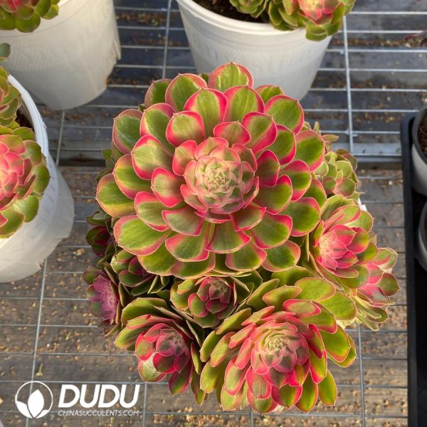 Aeonium Sugar Heart Variegated Clustering - Image 2