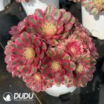 Aeonium Sugar Heart Variegated Clustering