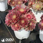 Aeonium Sugar Heart Variegated Clustering - Image 2