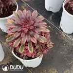 Aeonium Chanel Clustering