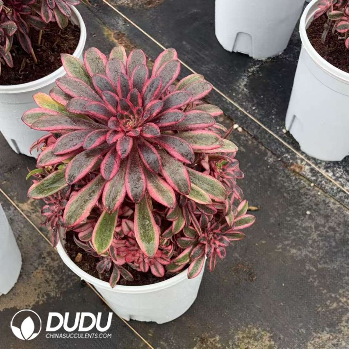 09372D250201.jpg Aeonium Chanel Clustering - Image 1
