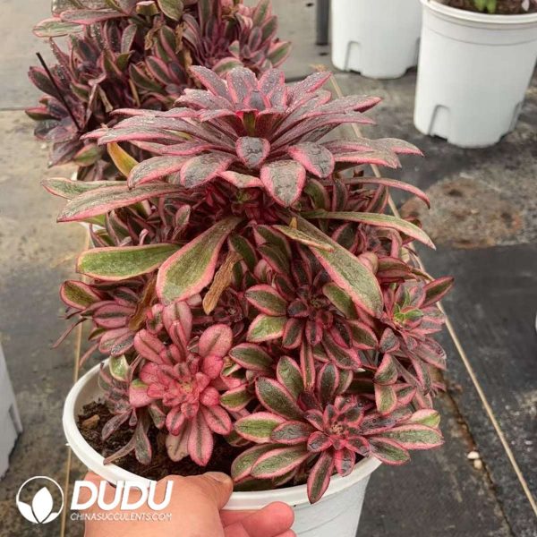 Aeonium Chanel Clustering - Image 2