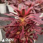 Aeonium Red Witch