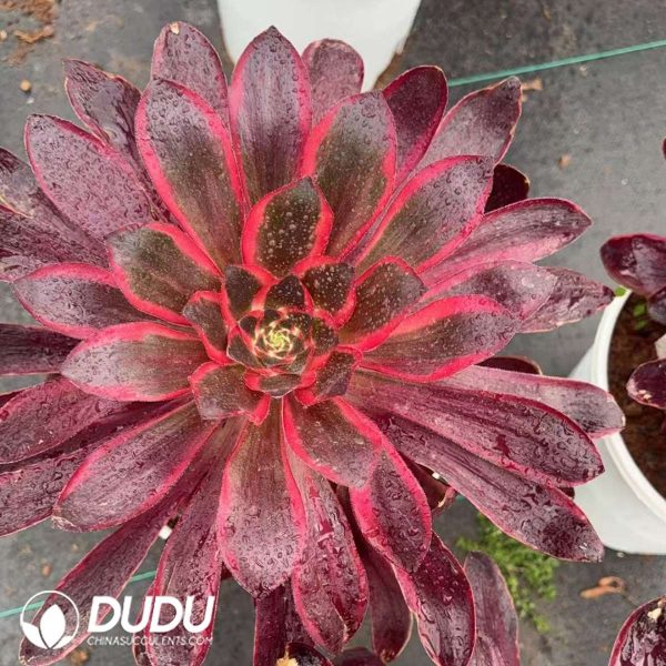 Aeonium Red Witch - Image 2