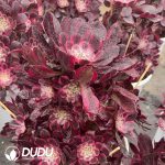Aeonium JiYue Clustering