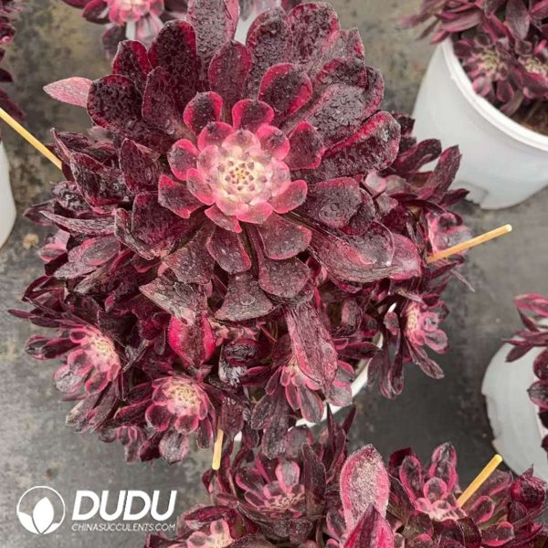 Aeonium JiYue Clustering - Image 2
