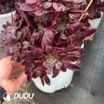 Aeonium Glowing Clouds Clustering