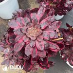 Aeonium Glowing Clouds Clustering - Image 2