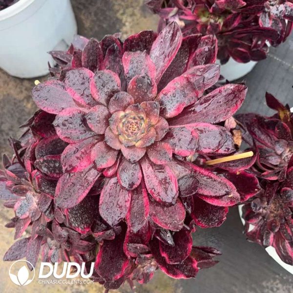 Aeonium Glowing Clouds Clustering - Image 2