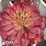 Aeonium Alice Clustering