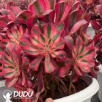 Aeonium Alice Clustering - Image 2