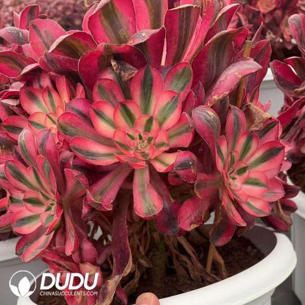 Aeonium Alice Clustering - Image 2