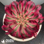 Aeonium Alice Clustering