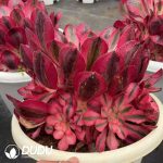 Aeonium Alice Clustering - Image 2