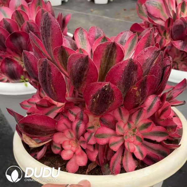 Aeonium Alice Clustering - Image 2