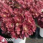 Aeonium Aeonium Washing Silk Old Stem Variegated Clustering