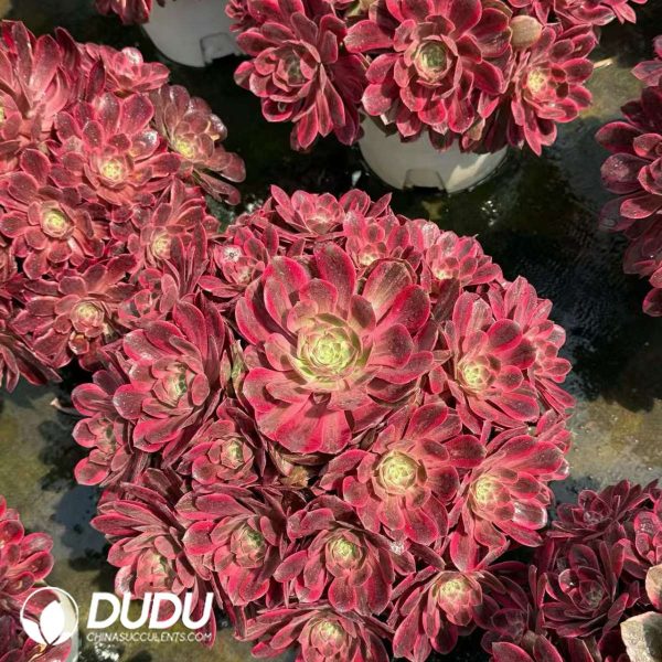 Aeonium Aeonium Washing Silk Old Stem Variegated Clustering - Image 2
