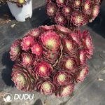 Aeonium Pink Yan Ruyu Variegated Clustering