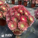 Aeonium Pink Yan Ruyu Variegated Clustering - Image 2