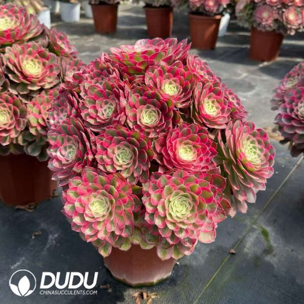 Aeonium Pink Yan Ruyu Variegated Clustering - Image 2