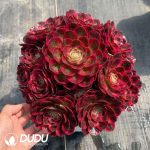 Aeonium Good Fortune Variegated Clustering