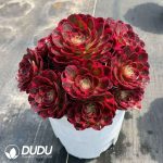 Aeonium Good Fortune Variegated Clustering - Image 2