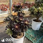 Aeonium Ink Painting Variegated Clustering