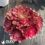 Aeonium Qingcheng Variegated Clustering