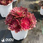 Aeonium Qingcheng Variegated Clustering - Image 2