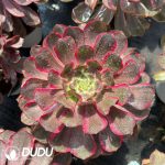 Aeonium Eye of Demon Variegated