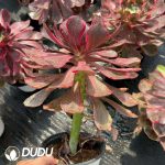 Aeonium Eye of Demon Variegated - Image 2