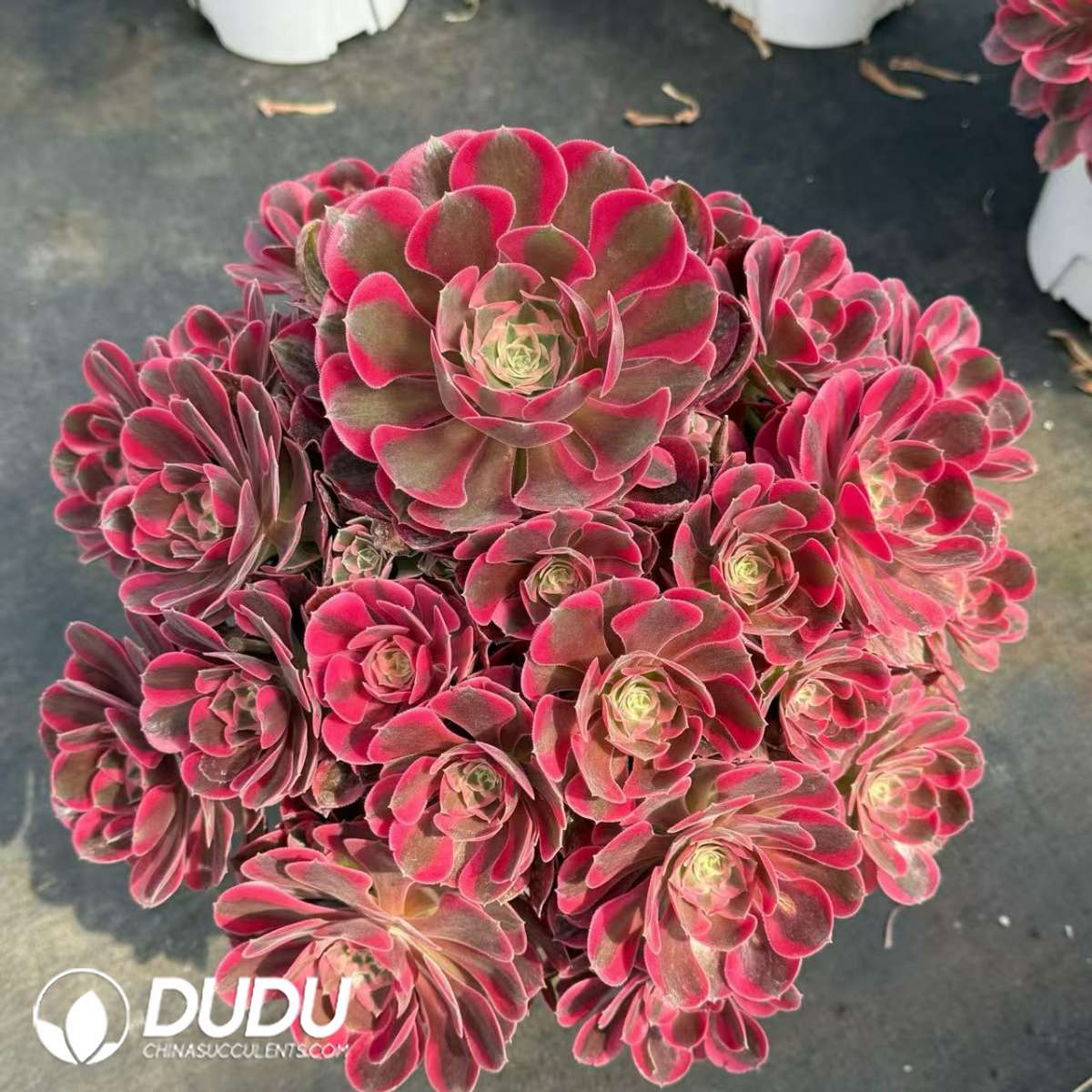 09399D370201.jpg Aeonium Pink Beauty Variegated Clustering - Image 1
