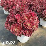Aeonium Pink Beauty Variegated Clustering - Image 2