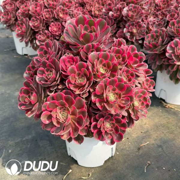 Aeonium Pink Beauty Variegated Clustering - Image 2